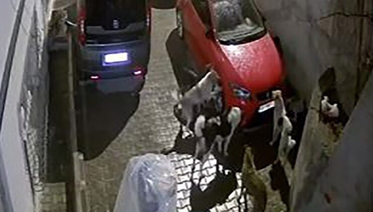 Ankara’da park halindeki araca saldıran köpekler kamerada