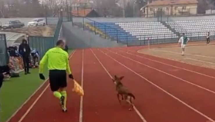 Ankara’da yan hakemi köpek kovaladı