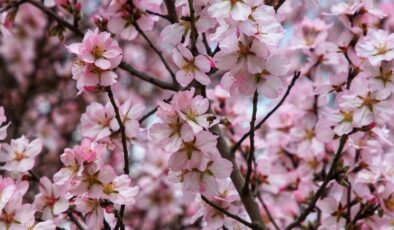 Antalya’da badem ağaçları erken çiçek açtı