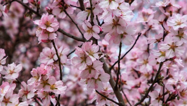 Antalya’da badem ağaçları erken çiçek açtı