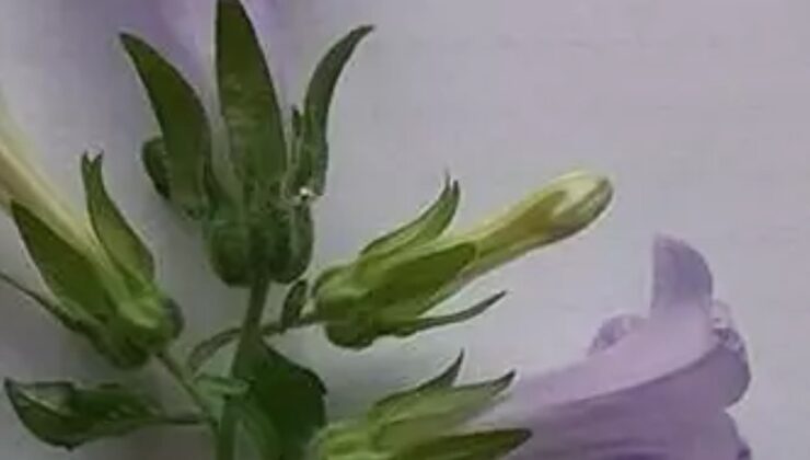 Aydın’da yeni bir bitki türü keşfedildi: Kuşadası Çanı