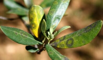 Aydın’da zeytinde Halkalı Leke Hastalığı ile mücadele çağrısı yapıldı