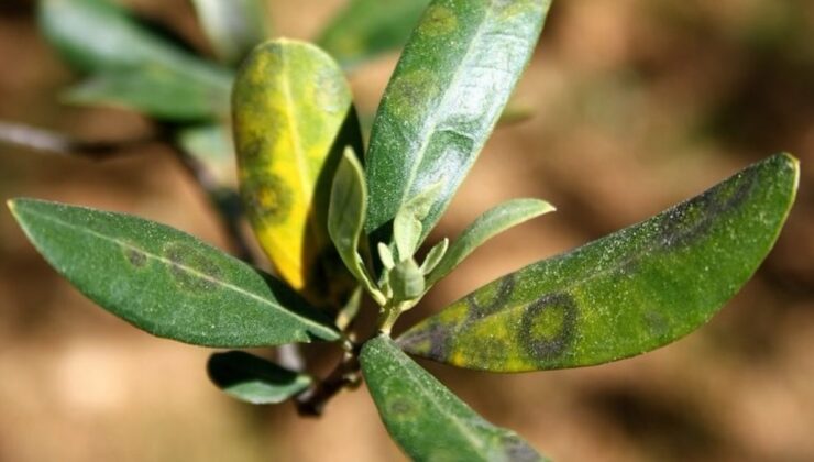 Aydın’da zeytinde Halkalı Leke Hastalığı ile mücadele çağrısı yapıldı
