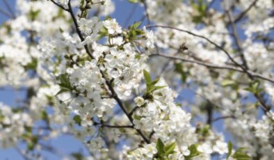Baharın müjdecisi: İlk cemre havaya düştü