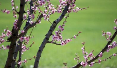 Baharın müjdecisi: İlk cemre yarın havaya düşecek