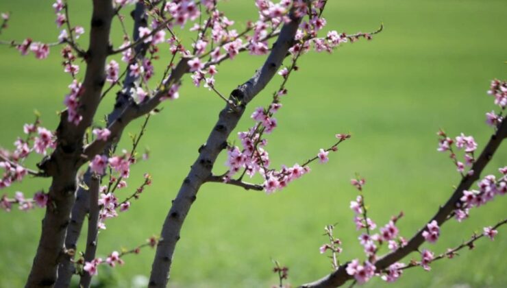 Baharın müjdecisi: İlk cemre yarın havaya düşecek