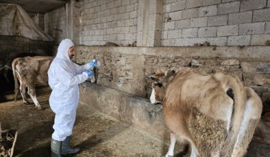 Bitlis’te şap alarmı: Bölge karantinaya alındı