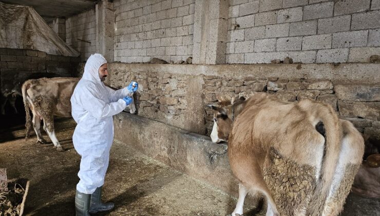 Bitlis’te şap alarmı: Bölge karantinaya alındı