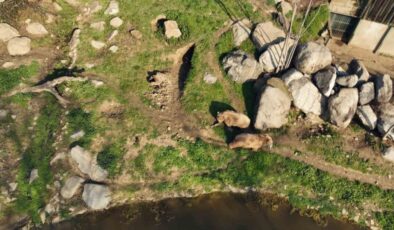 Bursa’da uykusu kaçan ayılar, 9 kiloluk levrekleri mideye indirdi