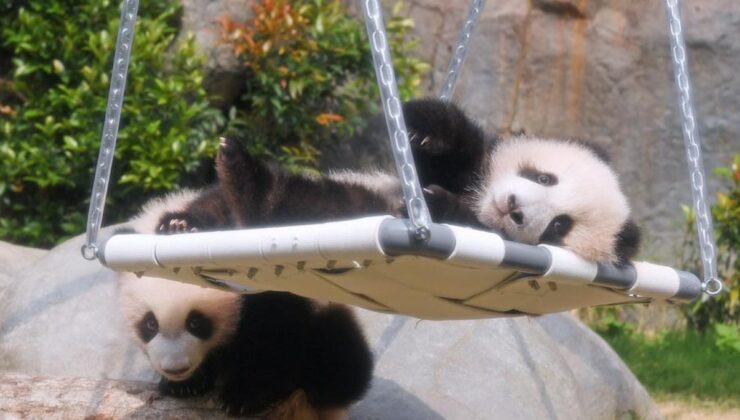 Çin’in ikiz panda yavruları dikkat çekiyor