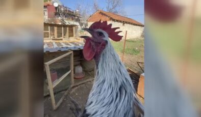 Denizli’de öterken bayılan horoz