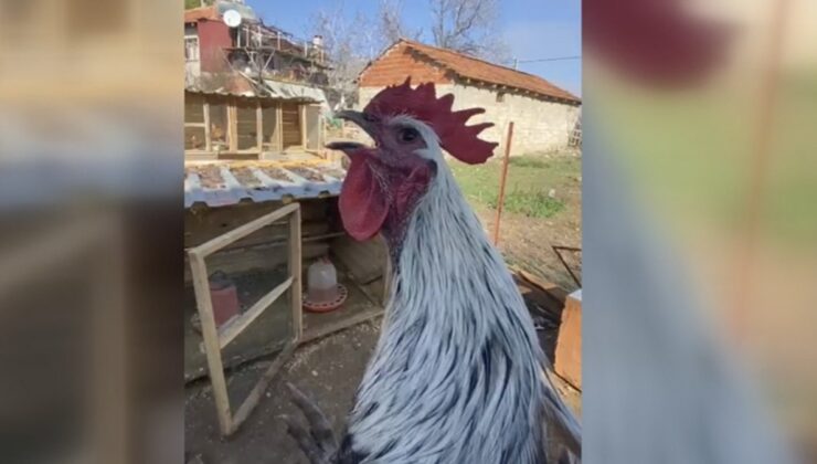 Denizli’de öterken bayılan horoz