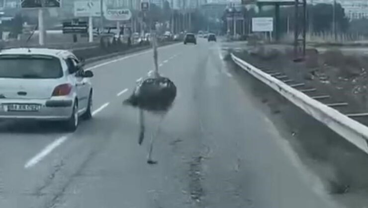 Diyarbakır’da sürücülerin deve kuşu şaşkınlığı