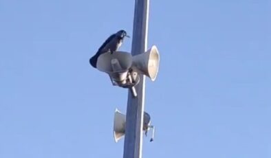 Elazığ’da karganın sesini duyanlar şaştı kaldı: ‘Allah’ diye bağırıyor