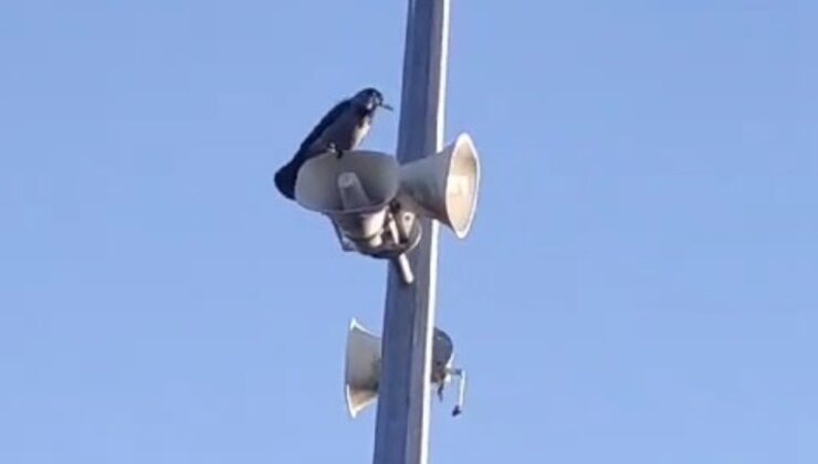 Elazığ’da karganın sesini duyanlar şaştı kaldı: ‘Allah’ diye bağırıyor