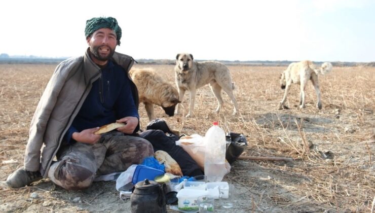 Erzincan’da sürünün güvenliği çoban köpeklerinde
