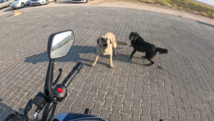 Eskişehir’de başıboş köpekler motosikletliye saldırdı