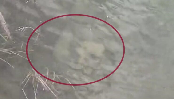 Eskişehir’de taş bağlanıp dereye atılan köpek yavruları telef oldu