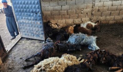 Gaziantep’te kurt saldırısında 40 koyun telef oldu