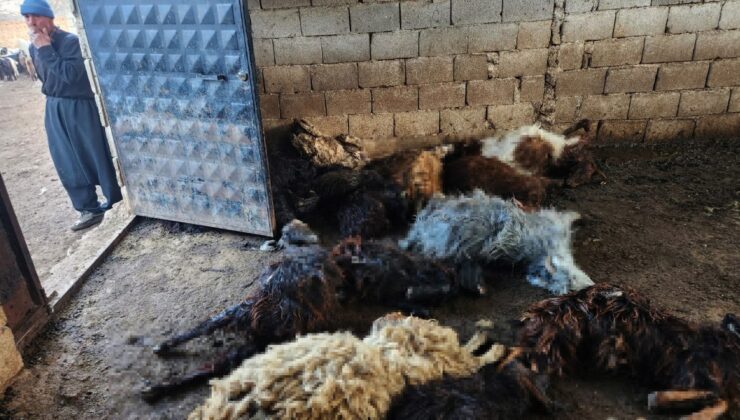 Gaziantep’te kurt saldırısında 40 koyun telef oldu