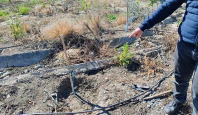 Hatay’da bahçesine ektiği zeytin fidanları çalındı