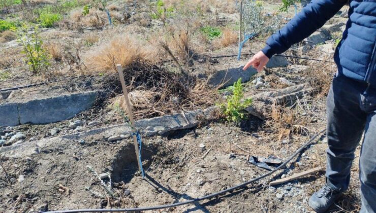 Hatay’da bahçesine ektiği zeytin fidanları çalındı