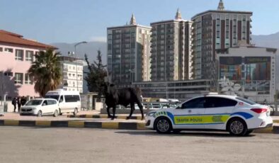 Hatay’da firari angus 3 kişiyi yaraladı