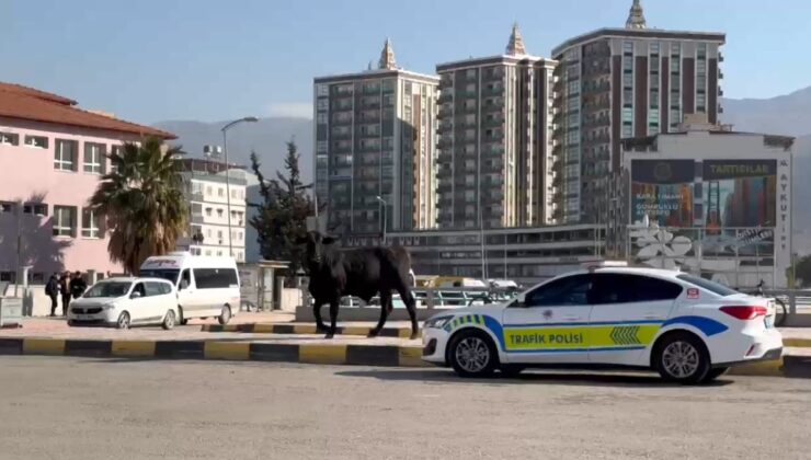 Hatay’da firari angus 3 kişiyi yaraladı