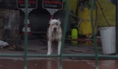 İstanbul’da Pitbull cinsi köpekler dehşet saçtı