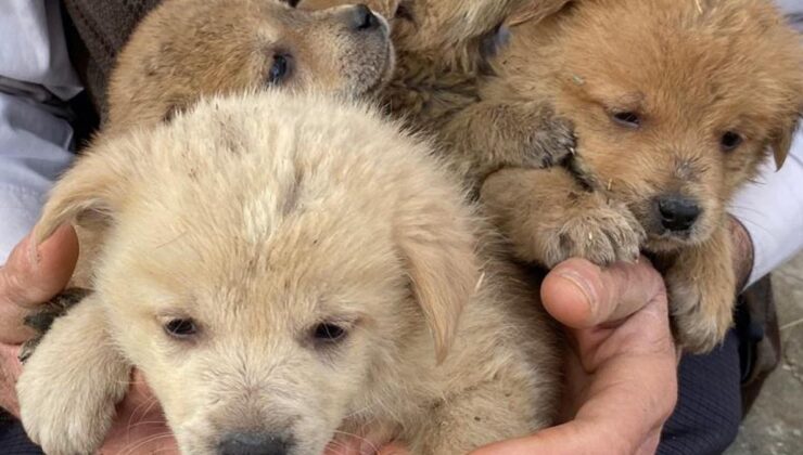 Kars’ta bir aile anneleri ölen köpeklere yuva oldular