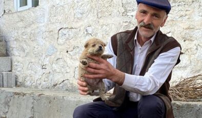 Kars’ta samanlığa kurt saldırısı: Köpekler annesiz kaldı