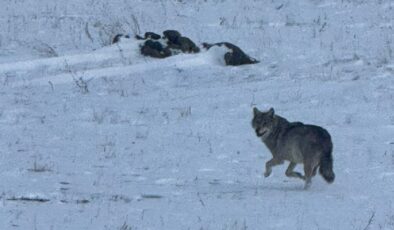 Kars’ta soğukta yiyecek bulmakta zorlanan kurt, köye indi
