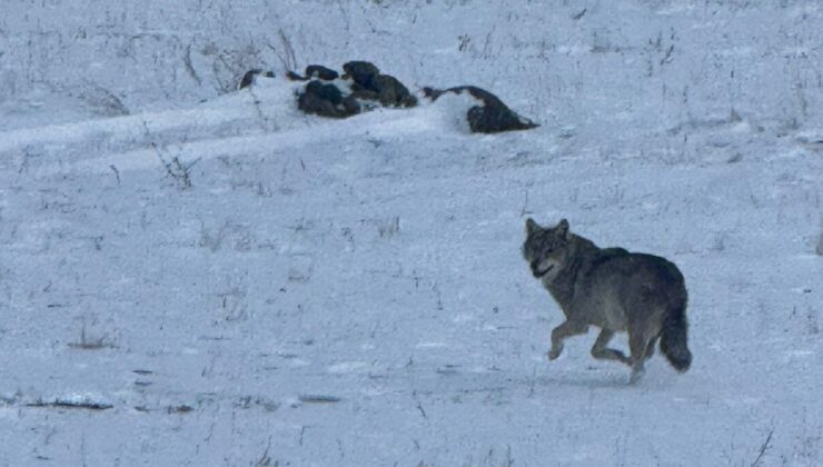 Kars’ta soğukta yiyecek bulmakta zorlanan kurt, köye indi