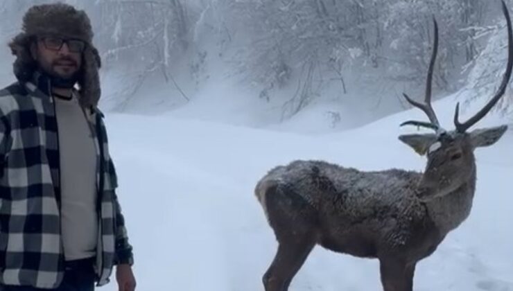 Kocaeli’de doğayla buluşma: Kızıl geyiği eliyle besledi