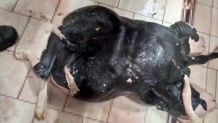 Konya’da 6 ayaklı ve 2 başlı buzağı doğdu