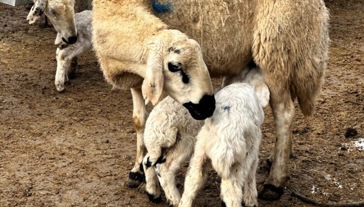 Malatya’da baharın habercisi, kuzuların doğumu başladı
