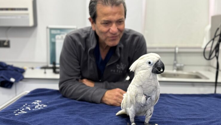 Mersin’de veterinerlerin dans ettiği papağan büyük ilgi gördü