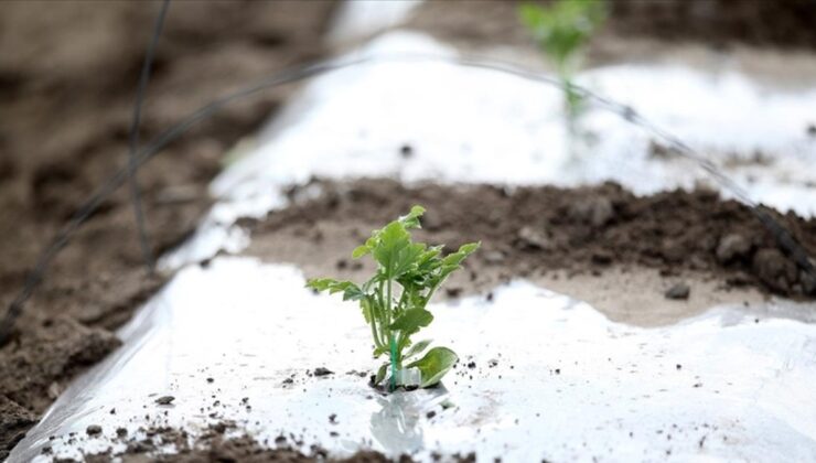 Meteorolojiden Doğu Akdeniz’e ‘zira don’ uyarısı