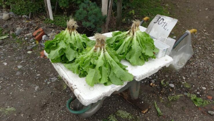 Ordu’da eşi ile birlikte ürettiği marulları, müşterilerini görmeden satıyor