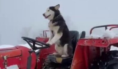 Sakarya’da Sibirya kurdu, traktörün direksiyonuna geçti