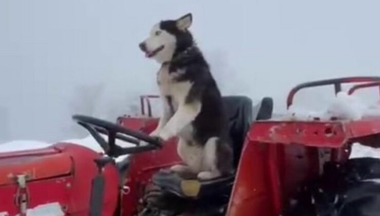 Sakarya’da Sibirya kurdu, traktörün direksiyonuna geçti
