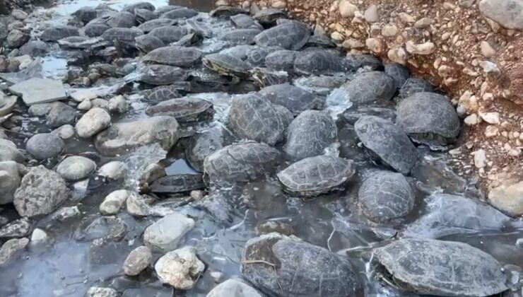 Şanlıurfa’da dere yatağında mahsur kalan kaplumbağalar için seferber olundu