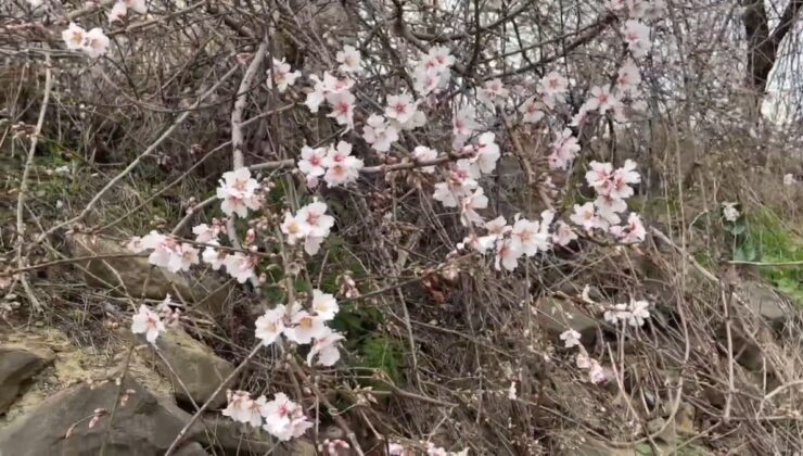 Tekirdağ’da iki mevsim birden yaşanıyor