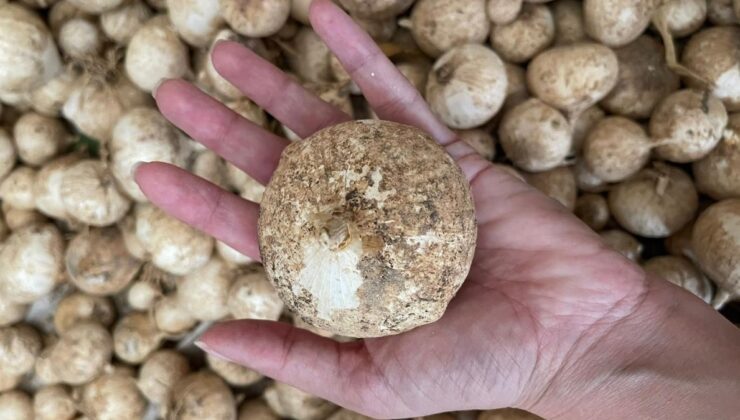 Tunceli’de bu sarımsağı toplama cezası: 557 bin lira