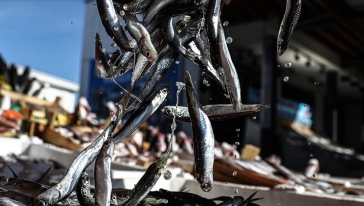 Türkiye, ocakta 976 bin 905 dolarlık hamsi ihraç etti