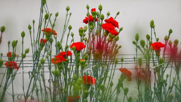 Türkiye’de geçen yıl en çok üretilen kesme çiçek: Karanfil