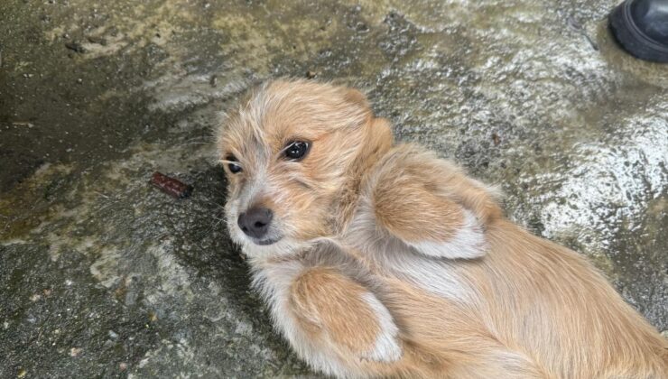 Zonguldak’ta cins köpeğini sokağa terk etti