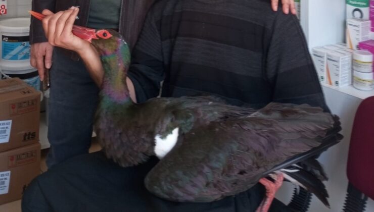 Adana’da nadir görülen kara leylek tedavi altında