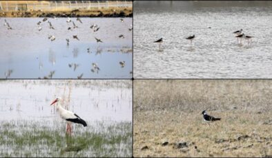 Ağrı Dağı, baharın müjdecisi göçmen kuşlarla şenlendi