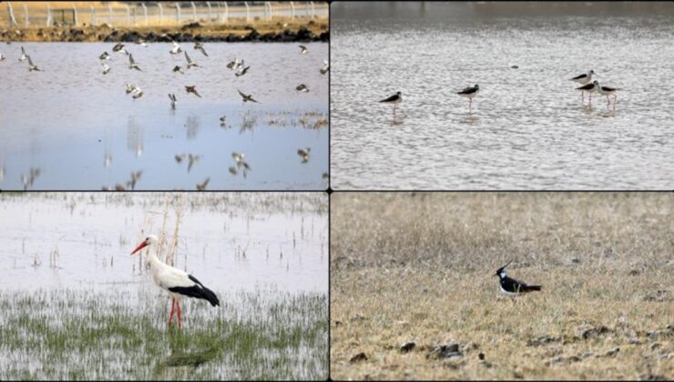 Ağrı Dağı, baharın müjdecisi göçmen kuşlarla şenlendi